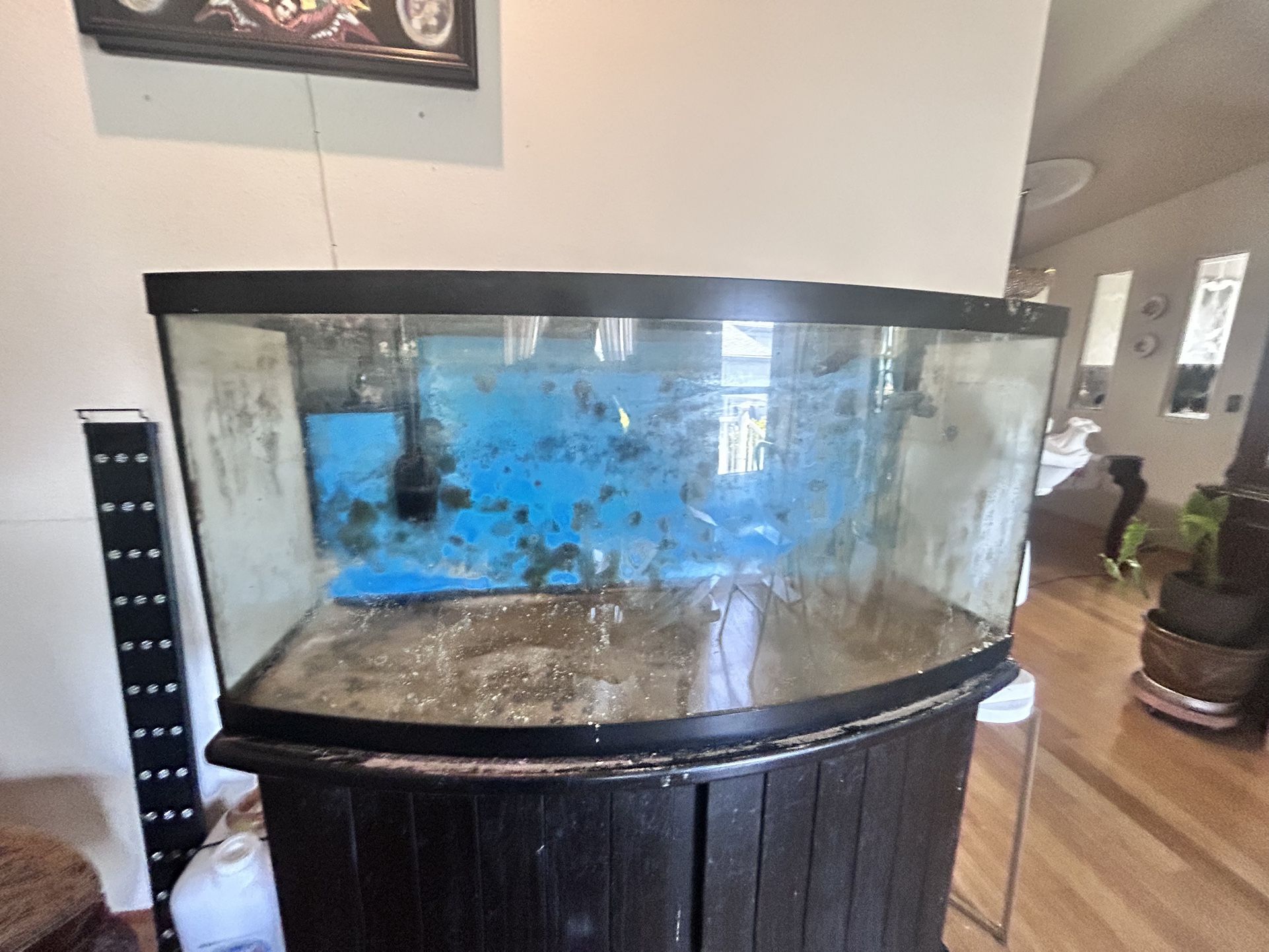 Fish Tank