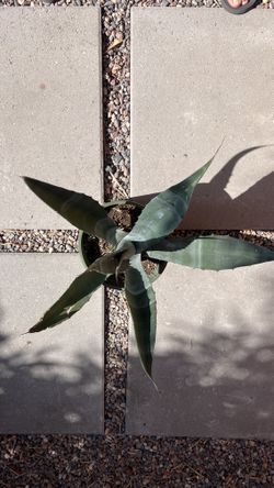 Agave Americana