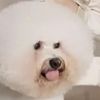 louie