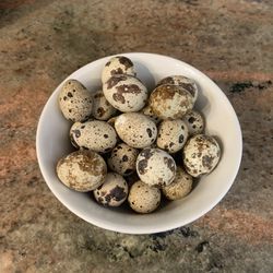 Fértil Quail Eggs 