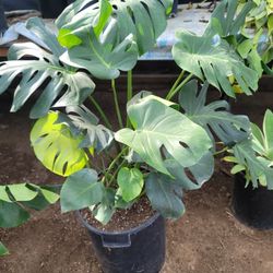 Monstera