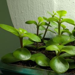 Elephant Tree Rooted Cuttings