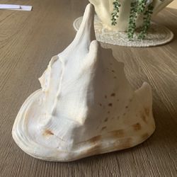 9”long x 7”tall Queen Helmet Conch Sea Shell Large Horn Cassis Cornuta