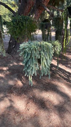 Burro’s tail