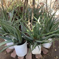 Huge Blowout Sale Clearance On All Plants For Sale