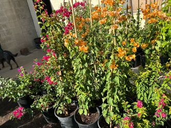 Bougainvillea 25$ each