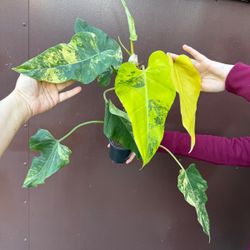 philodendron domesticum variegated