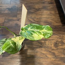 Variegated Lechleriana Plant Cutting ( Pls Read Description Below)