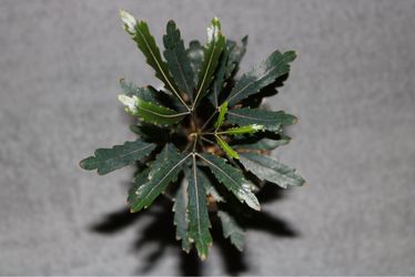 False Aralia