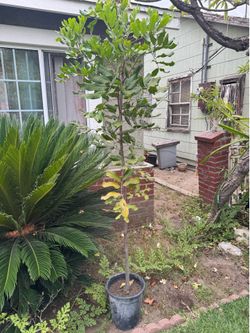 Very nice plants
