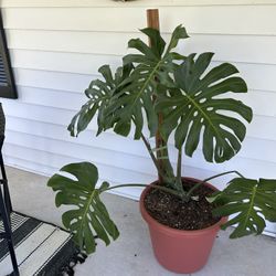 Monstera 