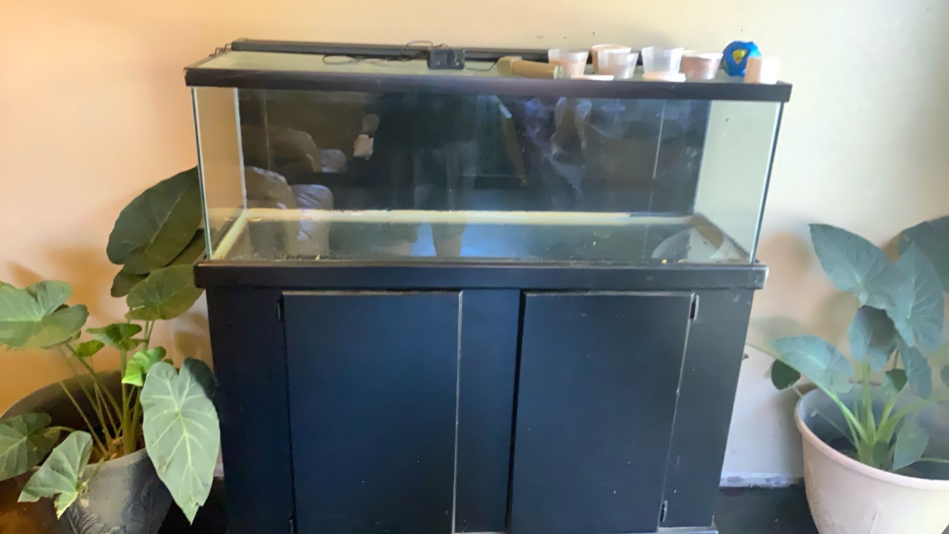 60 Gallon Aquarium Set Up 