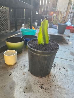 Selling or trading dragon fruit cuttings I have 8
