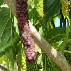 Pakistan Long Mulberry Tree 