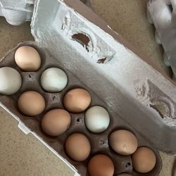 Fresh Eggs