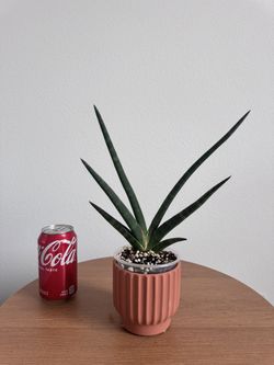 Sansevieria Suffricosa Black