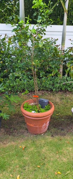 Orange tree