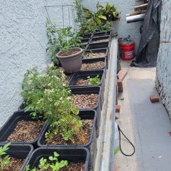 Above Ground Planter