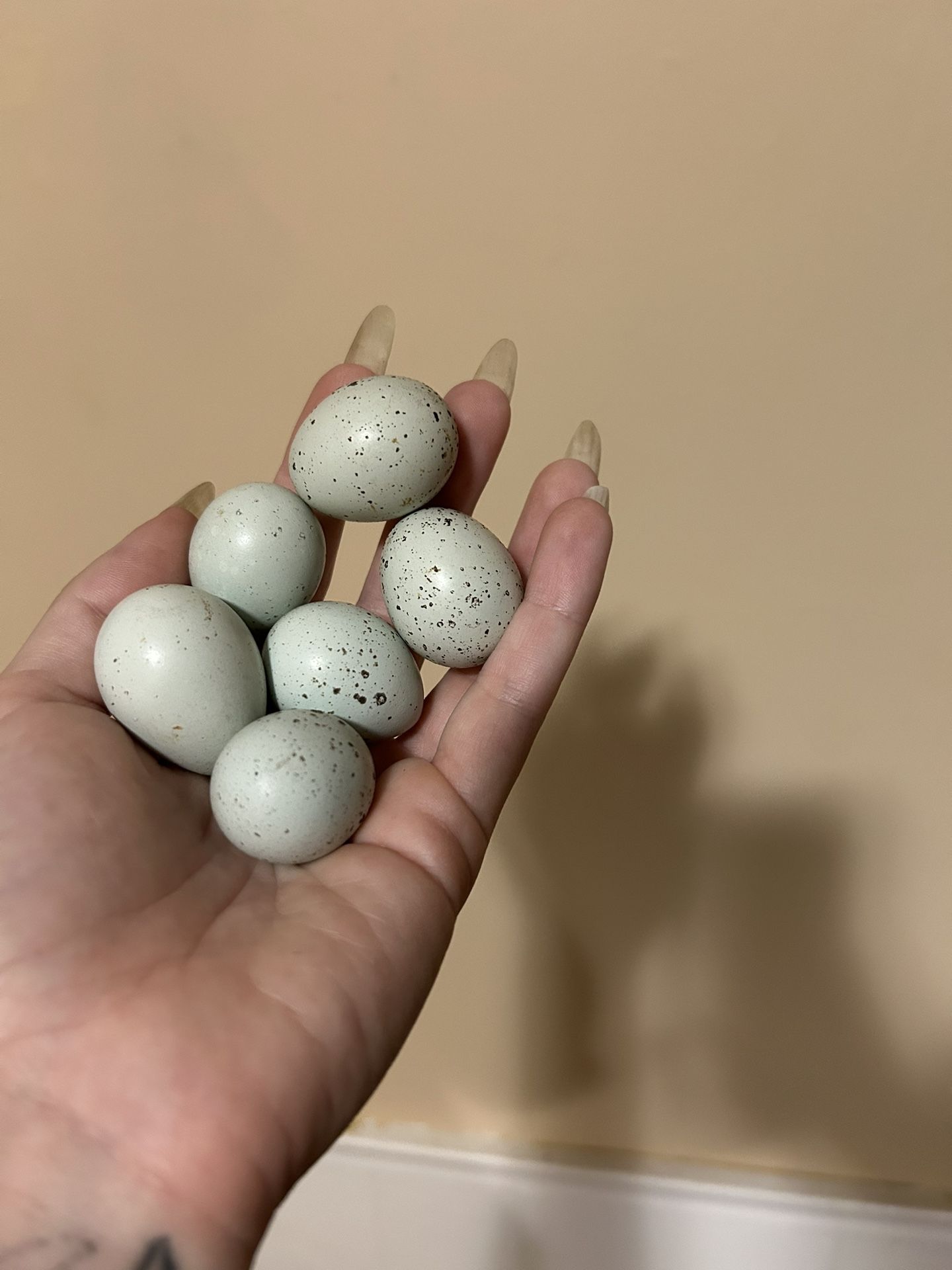 Celadon (Coturnix) Hatching Eggs