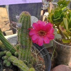 Cactus