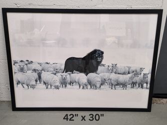 Large Black Lion Among Sheep Framed Wall Art 42x30