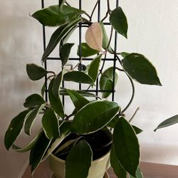 Wax Plant. ( Hoya, Hoya)