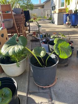 Leopard plant