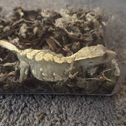 Please I need him to go to a nice home