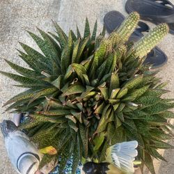 Succulent  And Cactus Plant