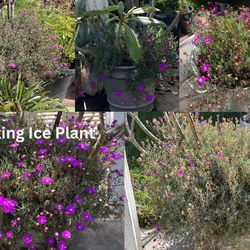 Trailing Ice Plants 