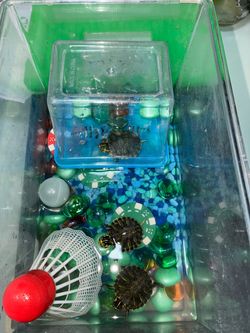Turtle w/ Cage