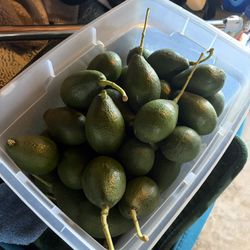 Avocados