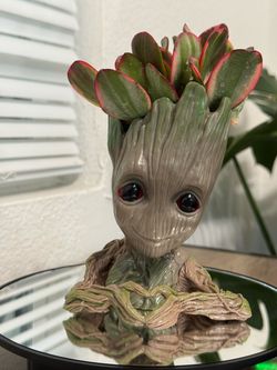Groot Planter with drainage and a Beautiful Red-Edged Jade Plant