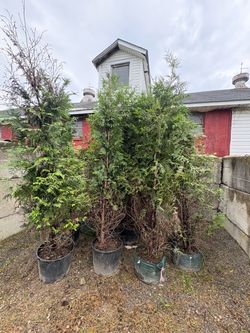 Arborvitae trees 🌲🌲🌲