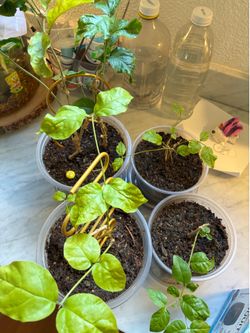 4 Free indoor jasmine plants