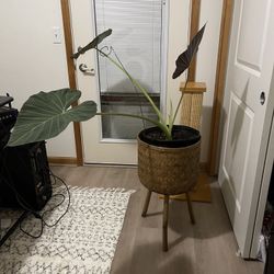 Potted Alocasia Elephant Ear Plant