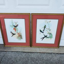 Two Framed Hummingbirds Prints