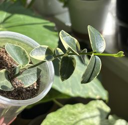 Hoya Cumingiana Variegated 