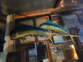 Decorative fishes