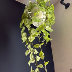 Artificial Plants