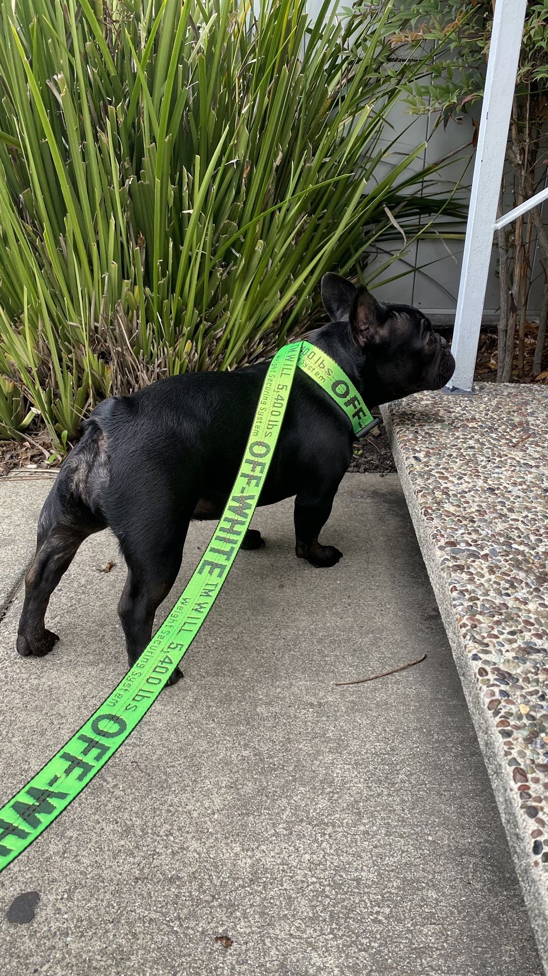Woof Dog Neon Green Collar Set