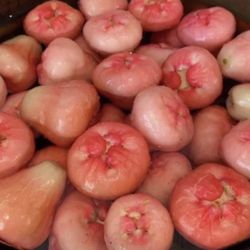 java apples (rose/water/wax apples) $20 for 10. Limited Quantity 