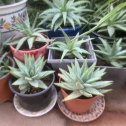 Plant 
