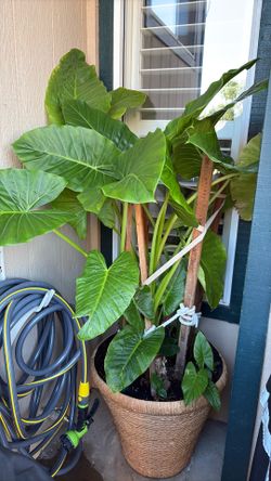 Gorgeous Large Elephant Ear