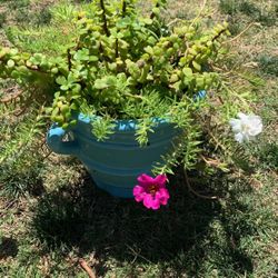 Small Pot With Two Types Of Plant $40 Obo 