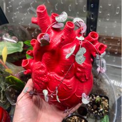 String Of hearts Cuttings And vase 