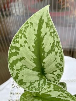 Scindapsus 