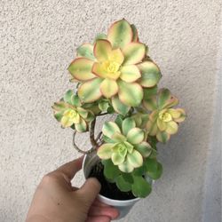 Beautiful Kiwi Aeonium Succulent Plant