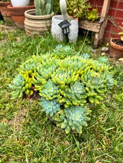 Sedeveria “Blue Elf” Succulent