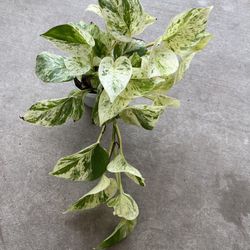 4” Snow Queen Pothos